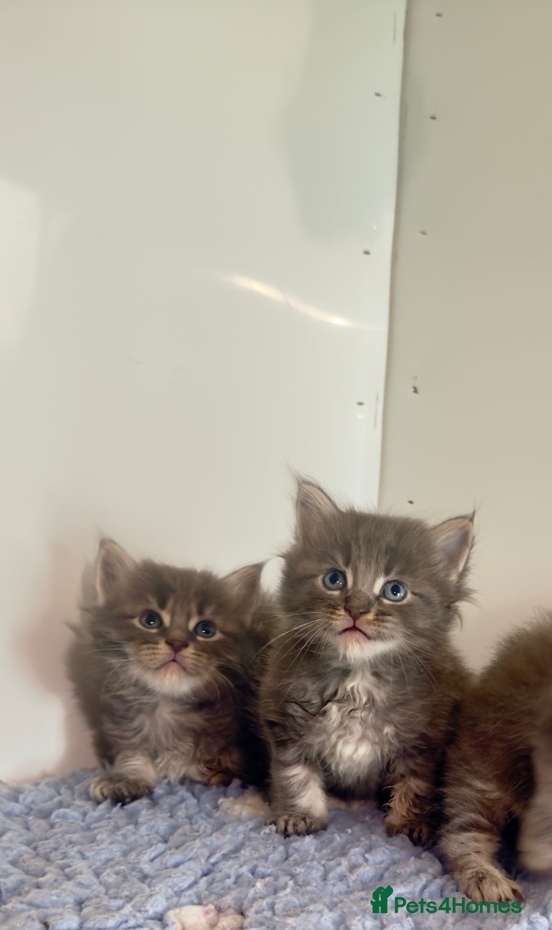 Maine Coon cats for sale: Plush PusZ XXL TICA registered Maine Coon Kittens - Advert 10