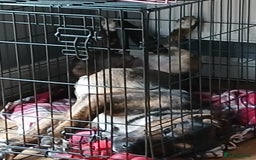 Mixed Breed dogs for sale: 11 month old staffy x Belgian Mali  - Image 10