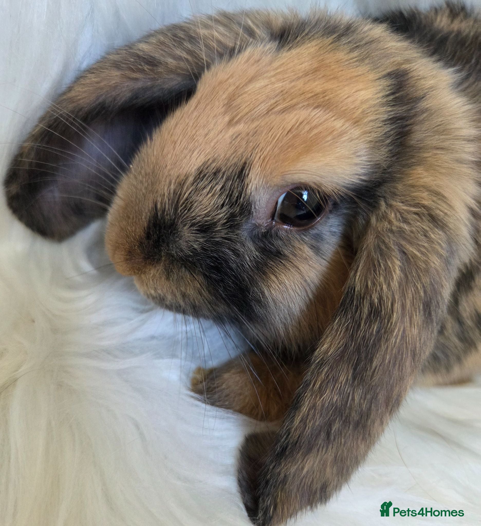 Mini Lop rabbits Beautiful mini lops boys and girls avalible . - Advert 2