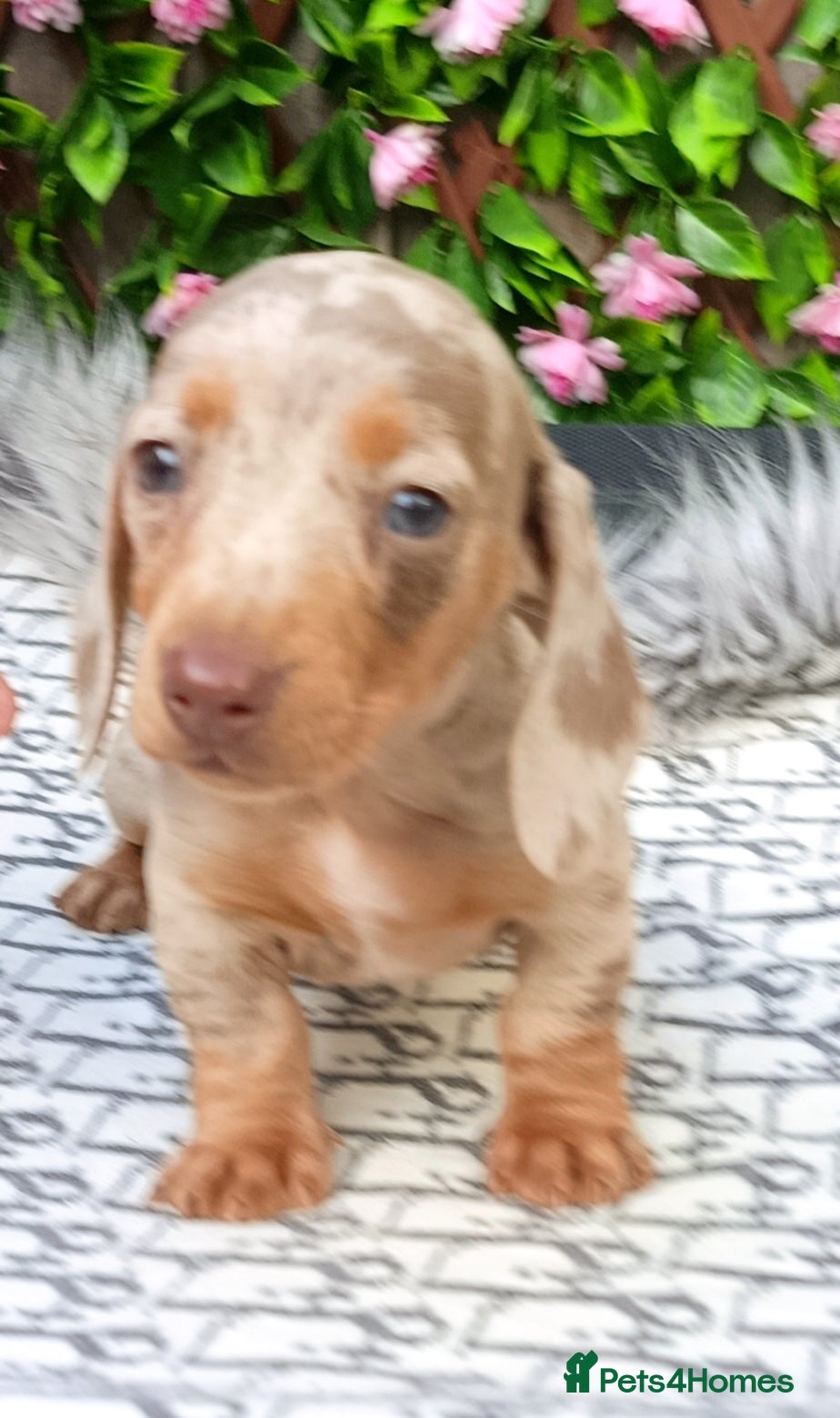Miniature Dachshund dogs STUNNING LH /SMOOTH MINI KC REG PRA CLR - Advert 16