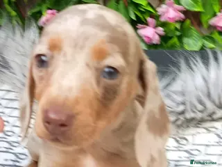 Miniature Dachshund dogs STUNNING LH /SMOOTH MINI KC REG PRA CLR - Advert 16