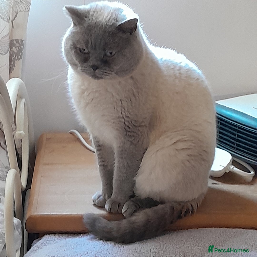 British Shorthair cats for sale: BSH Kitten - Male 5 Mth Old - Lilac Colourpoint - Image 17