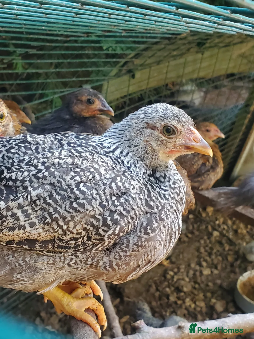 Chickens poultry for sale: Wyandotte Bantam Chicks & Growers  in Coulsdon - Advert 1