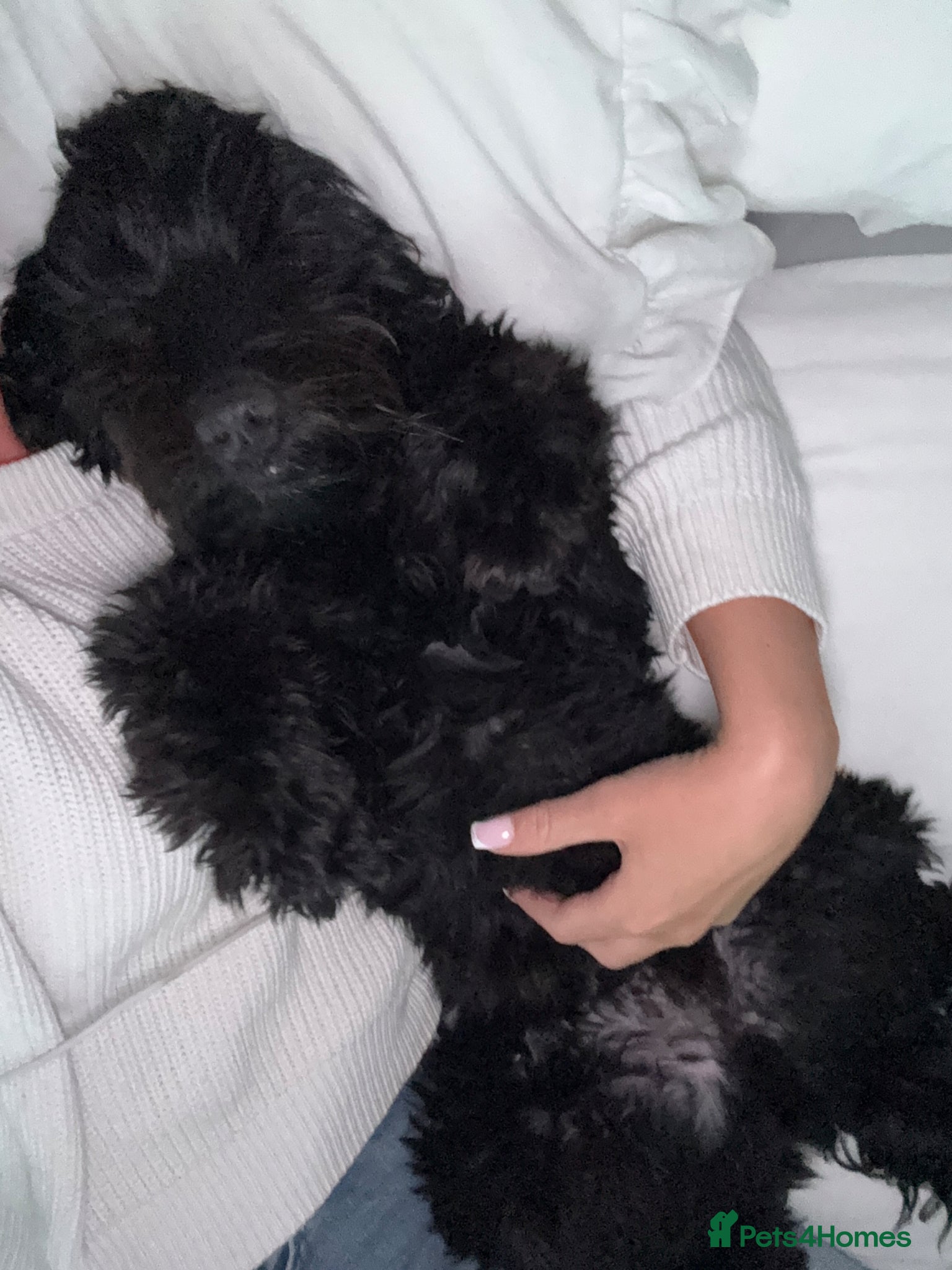 Cockapoo dogs for sale: Ronnie  in Stockport - Advert 10