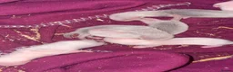 Ferret rodents for sale: ferret kits 🐾 - Advert 2