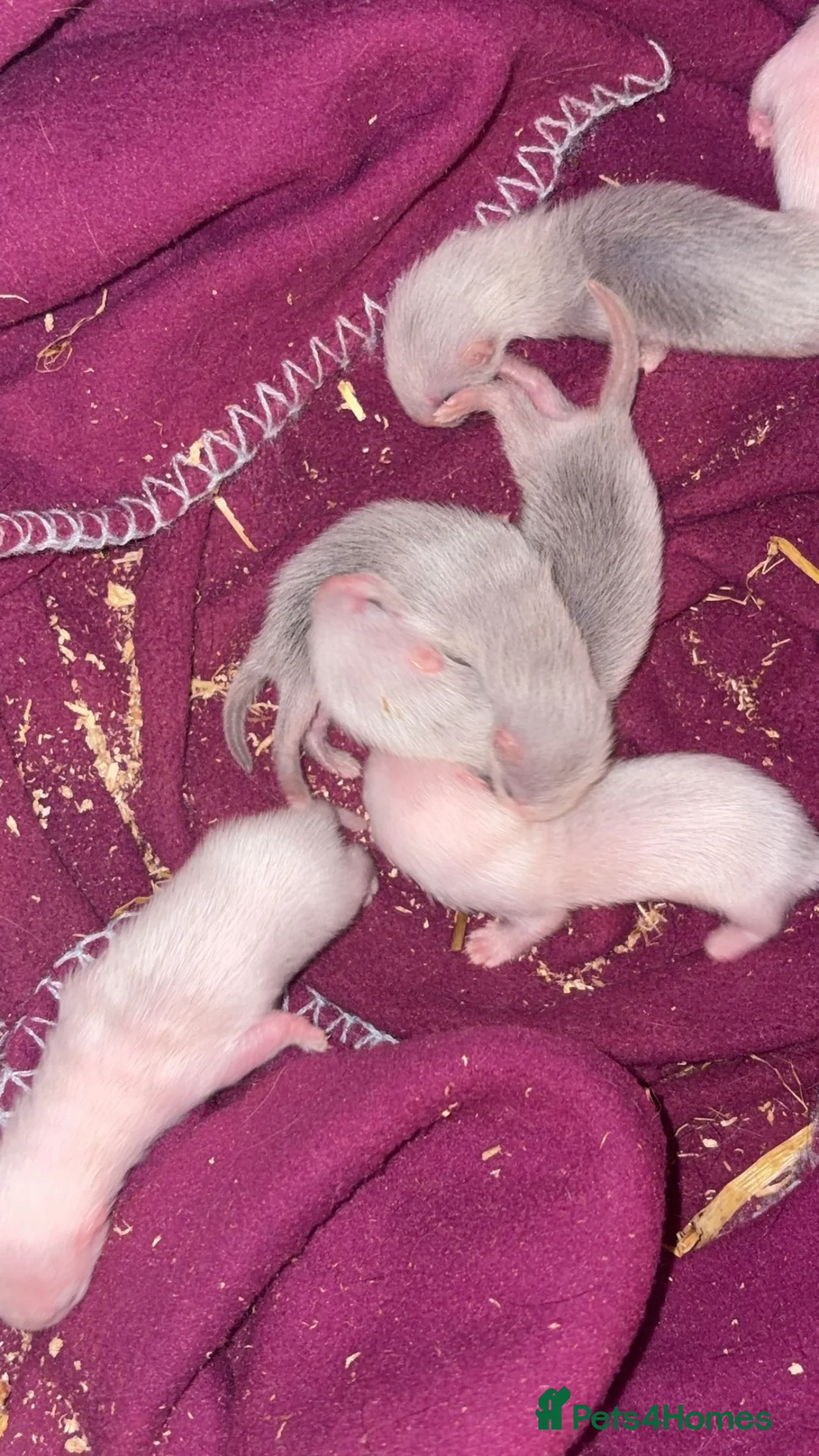 Ferret rodents for sale: ferret kits 🐾 - Advert 2