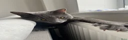 Mixed Breed cats for sale: Mixed breed grey male cat  - Advert 2