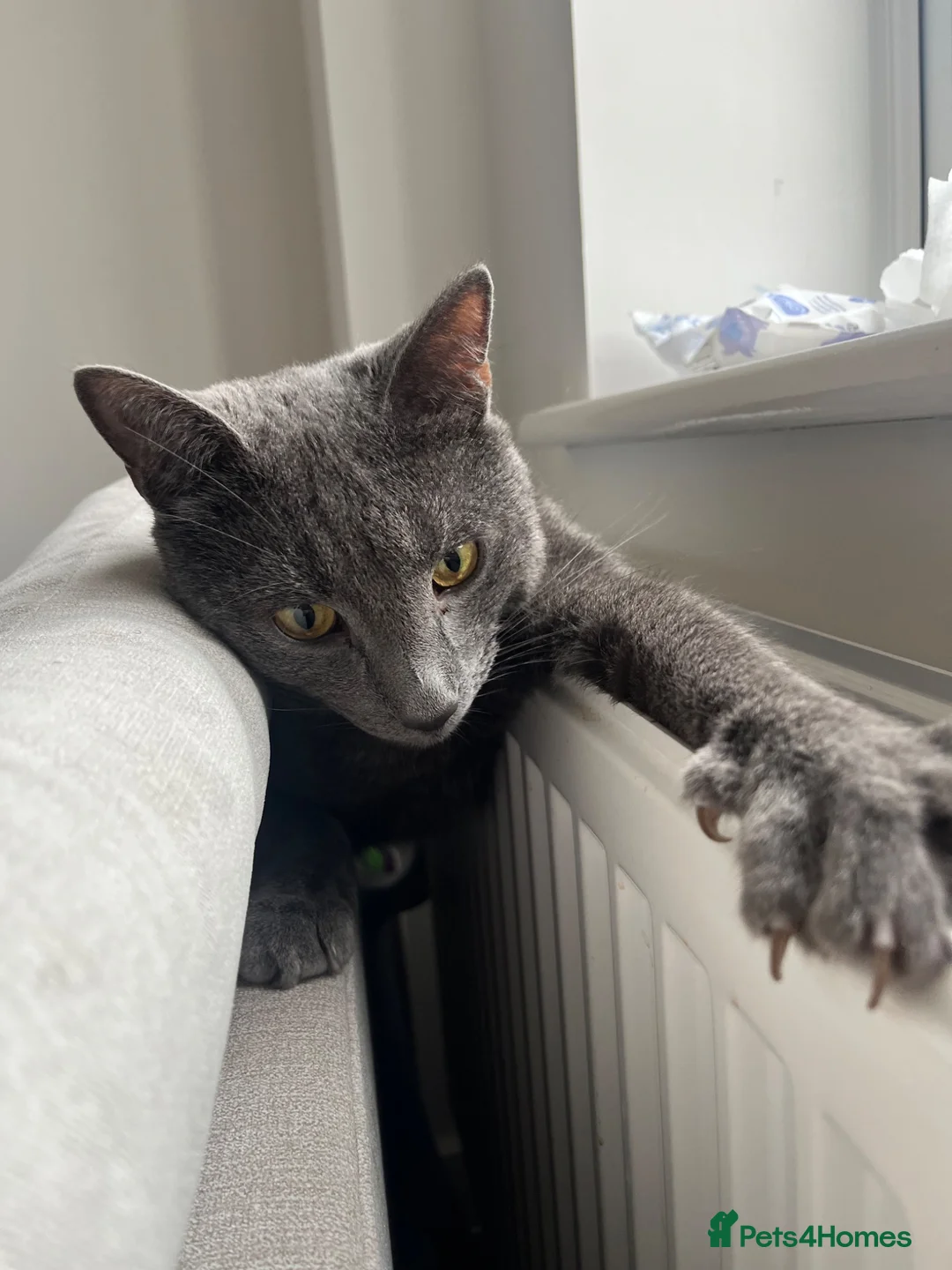 Mixed Breed cats for sale: Mixed breed grey male cat  - Advert 2