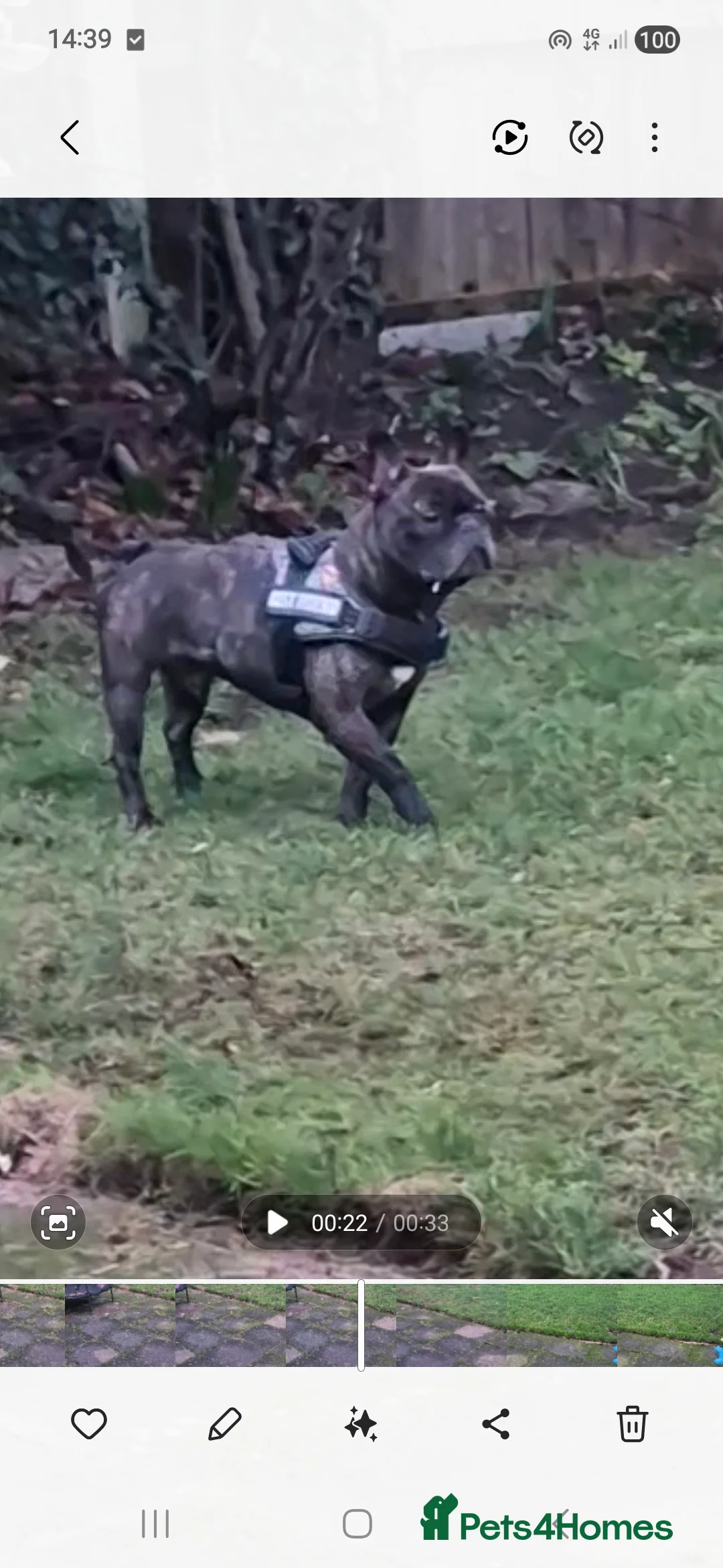 French Bulldog dogs for stud: French bulldog stud - Advert 3