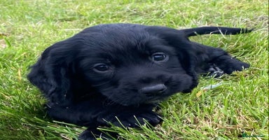 Cocker Spaniel dogs - Advert 1
