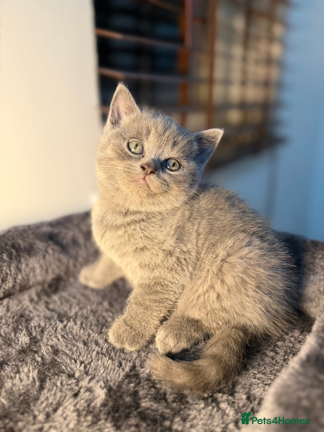 British Shorthair cats for sale: 🐾 British Shorthair × Scottish Straight Kittens - Advert 18
