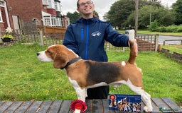 Beagle dogs for stud: TOP PRODUCING STUD CRUFTS QUALIFIED, CHAMPION BRED in Birmingham - Image 10