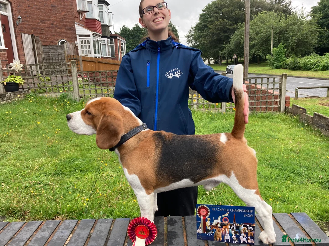 Beagle dogs for stud: TOP PRODUCING STUD CRUFTS QUALIFIED, CHAMPION BRED in Birmingham - Advert 11
