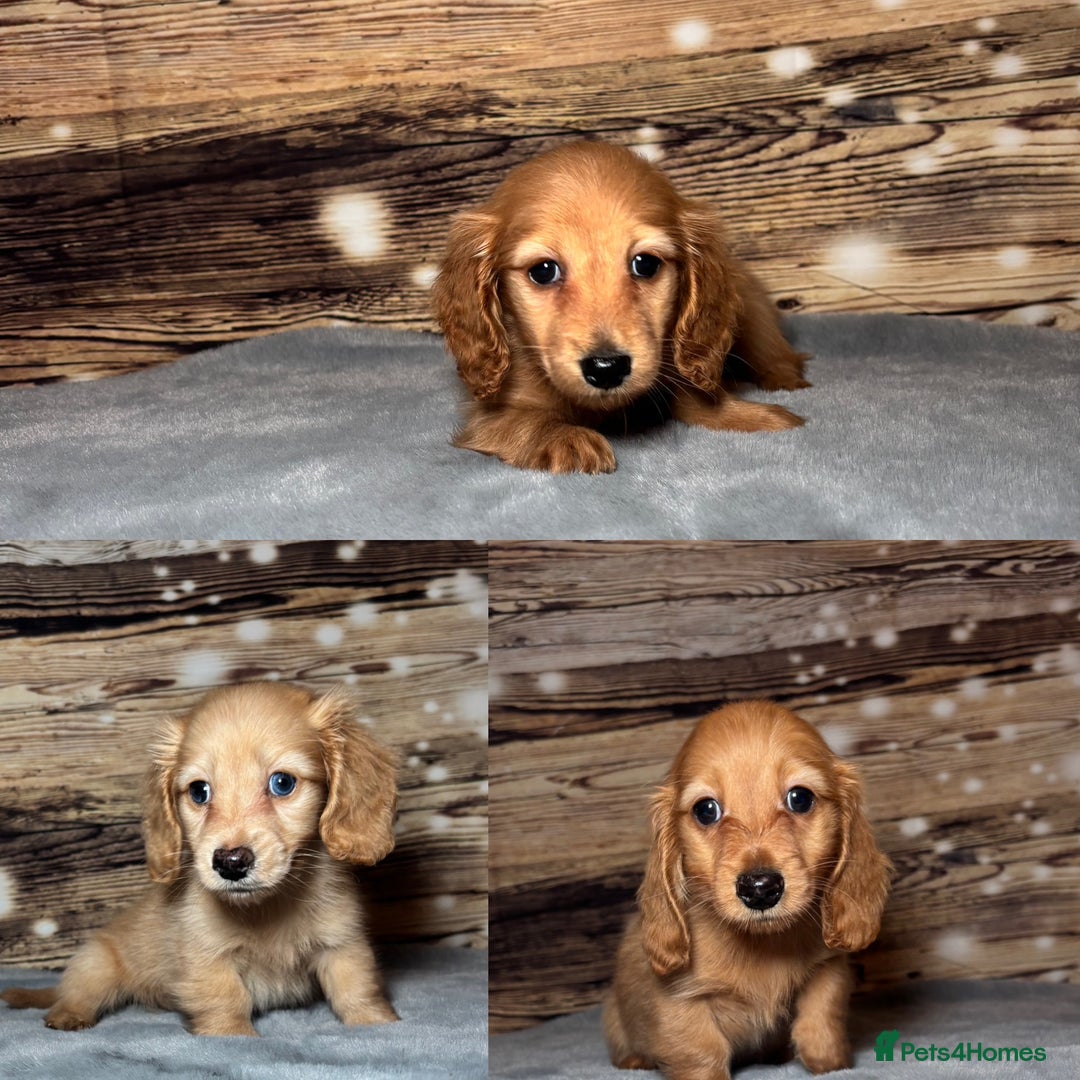 Miniature Dachshund dogs for sale: miniature long coat dachshunds - Advert 8