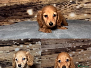 Miniature Dachshund dogs - Advert 9