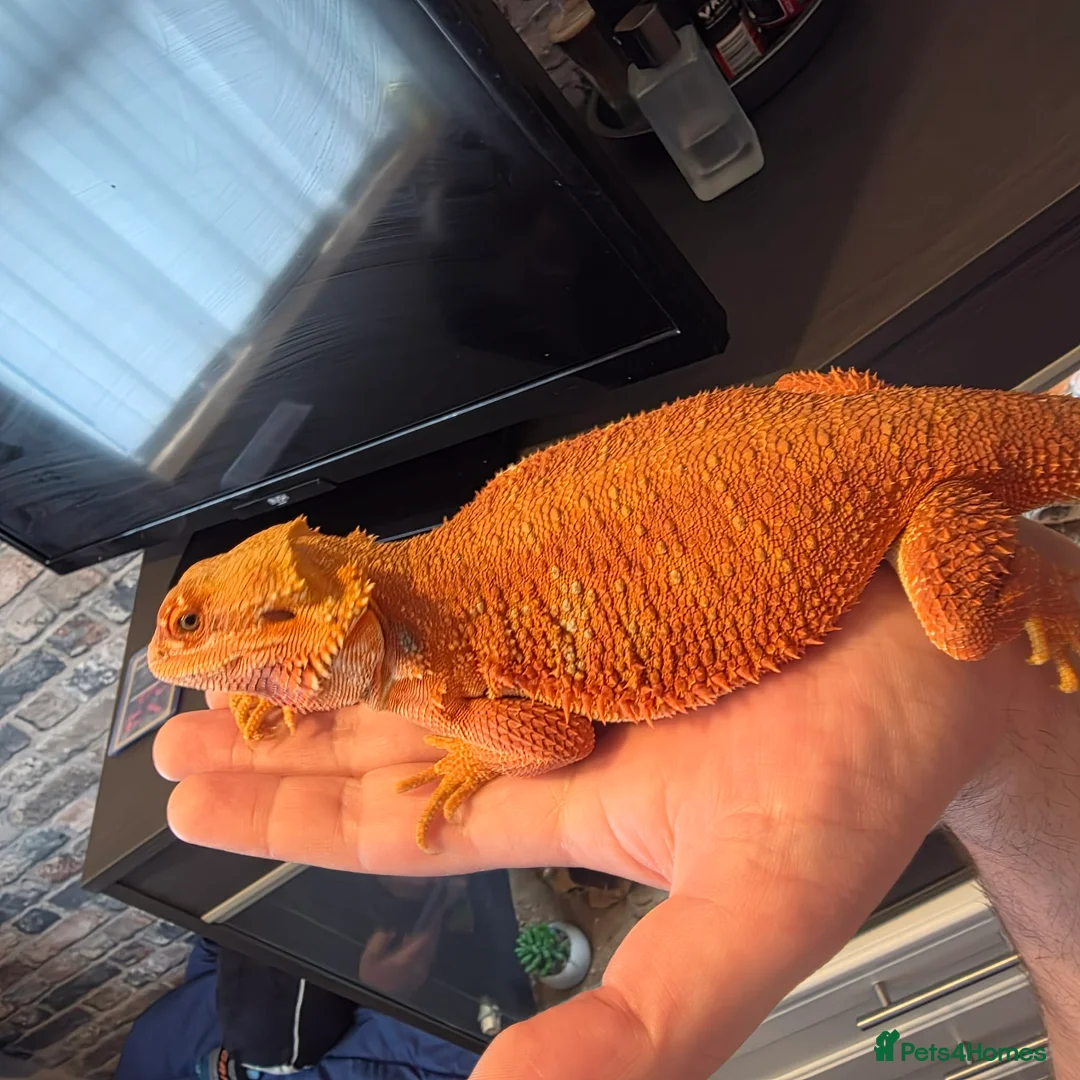 Bearded Dragon reptiles for sale: Hypo red/orange bearded dragon  in Thornton-Cleveleys - Advert 2