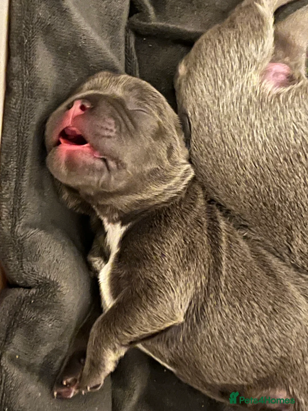 French Bulldog dogs for sale: Beautiful litter of 10 French bulldogs! - Advert 8