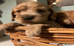 Cocker Spaniel dogs for sale: Stunning KC Reg Show Cocker, health tested mum - Image 11