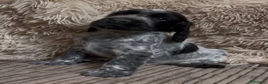 Cocker Spaniel 2