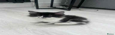 Ragdoll 4