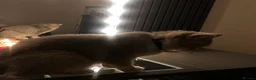 British Shorthair cats for sale: British short hair female! - Advert 3