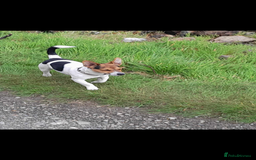 Jack Russell dogs for sale: Beautiful Jack Russell puppies for sale - Advert 22