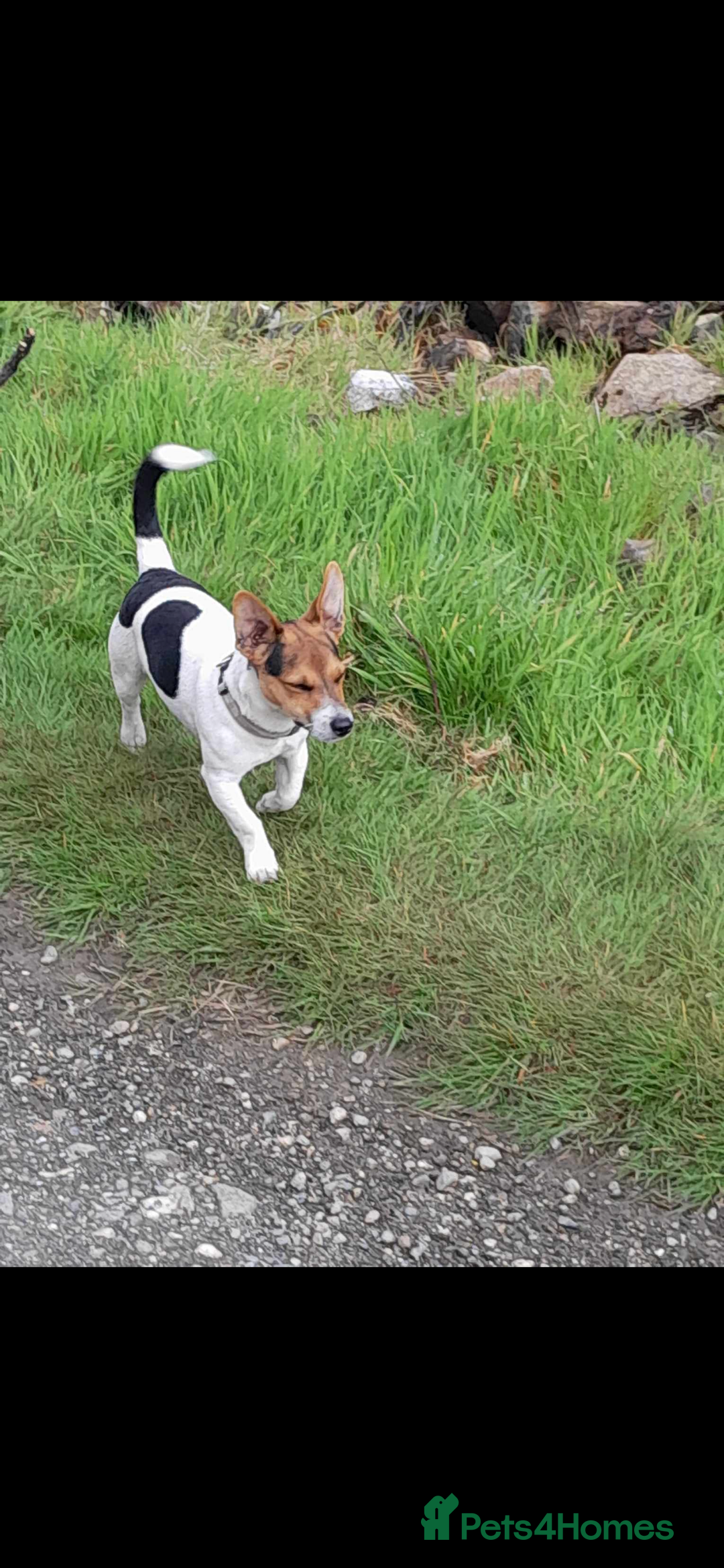 Jack Russell dogs for sale: Beautiful Jack Russell puppies for sale - Advert 22