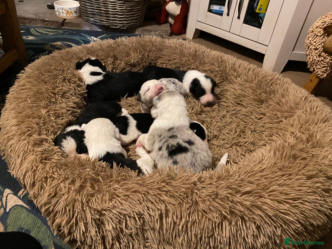 Border Collie dogs for sale: Black & White Border Collie Pups near Hay-on-Wye - Advert 11