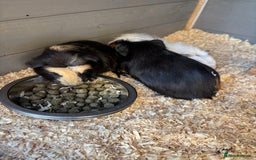 Guinea Pig rodents for sale: Two baby boy guinea pigs looking for a new home  - Image 6