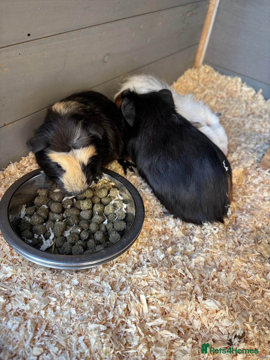 Guinea Pig rodents for sale: Two baby boy guinea pigs looking for a new home  - Image 6