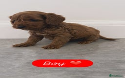 Cockapoo dogs for sale: Cockapoo puppies looking for homes 🏠  - Image 7