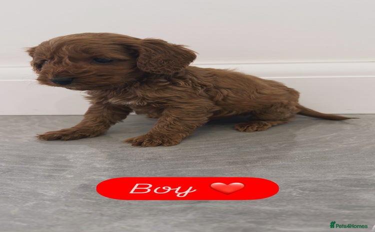 Cockapoo dogs - Advert 16