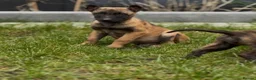 Mixed Breed dogs for sale: Dutch herder x Belgium malinois  - Advert 6