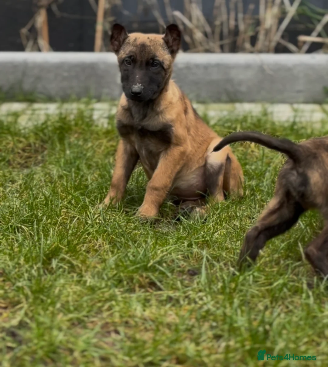 Mixed Breed dogs for sale: Dutch herder x Belgium malinois  - Advert 6