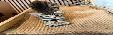 Kitten 1
