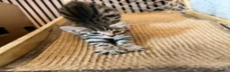 Savannah cats for sale: F4 Savannah Kitten’s African bloodline - Advert 7