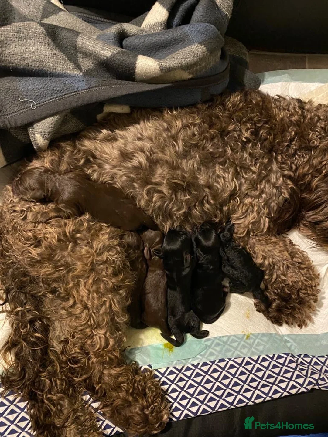 Cockapoo dogs for stud: Ralf.  in Dunfermline - Advert 18