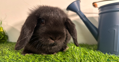 Mini Lop rabbits - Advert 5