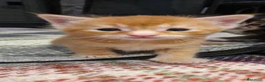 Biscuit (Ginger MALE)