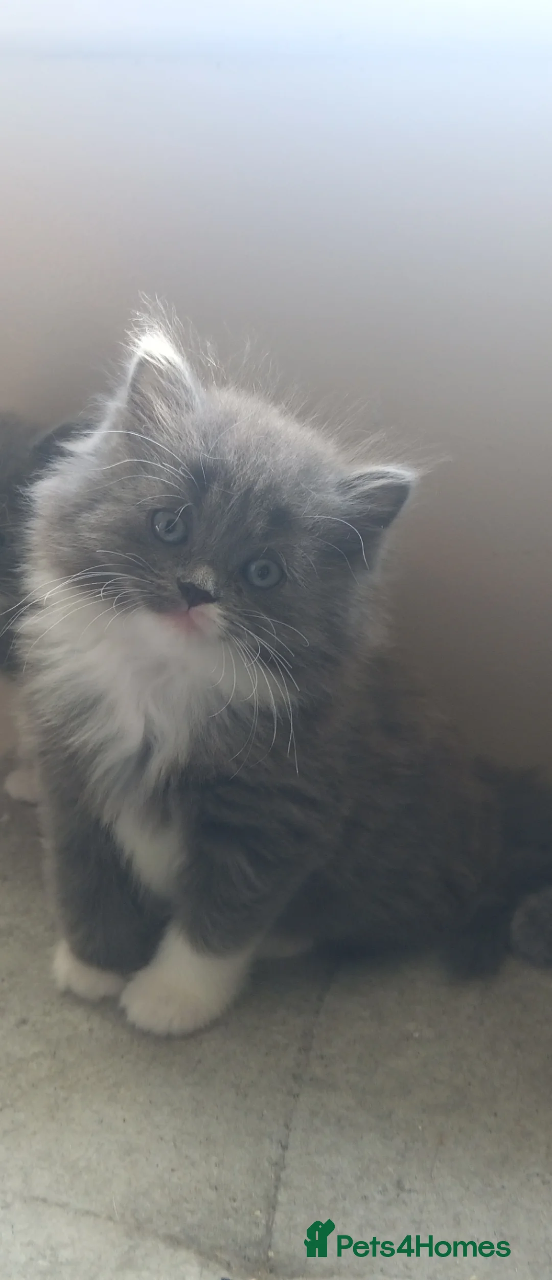 Persian cats for sale: Fluffy Persian Gray kittens looking for their home in Liverpool - Advert 13
