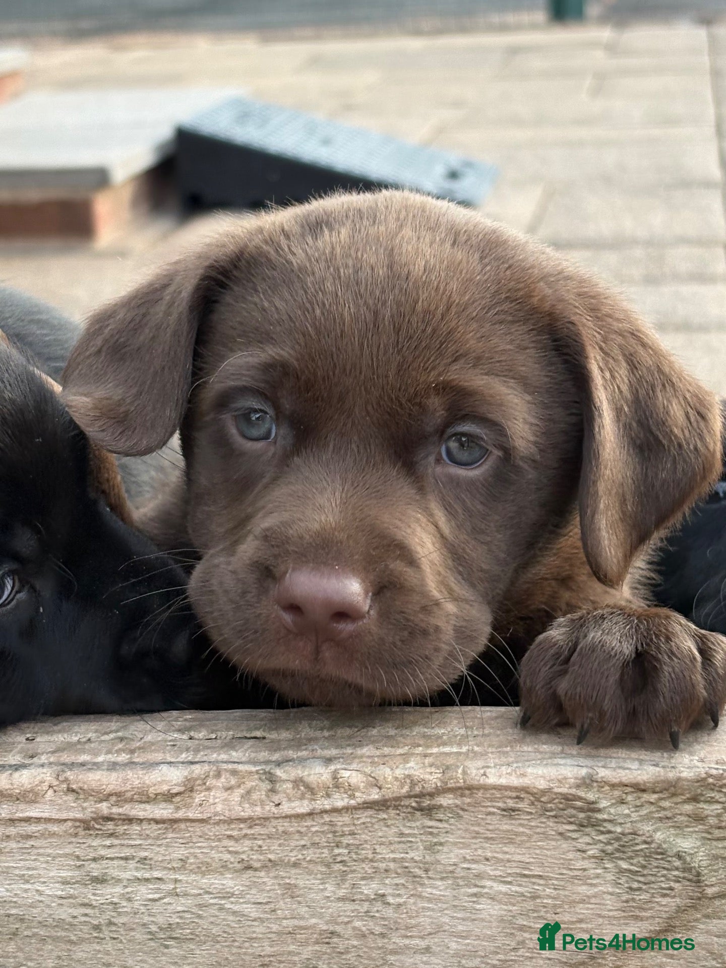 Labrador Retriever dogs Gorgeous, Chunky KC Labs - Advert 1