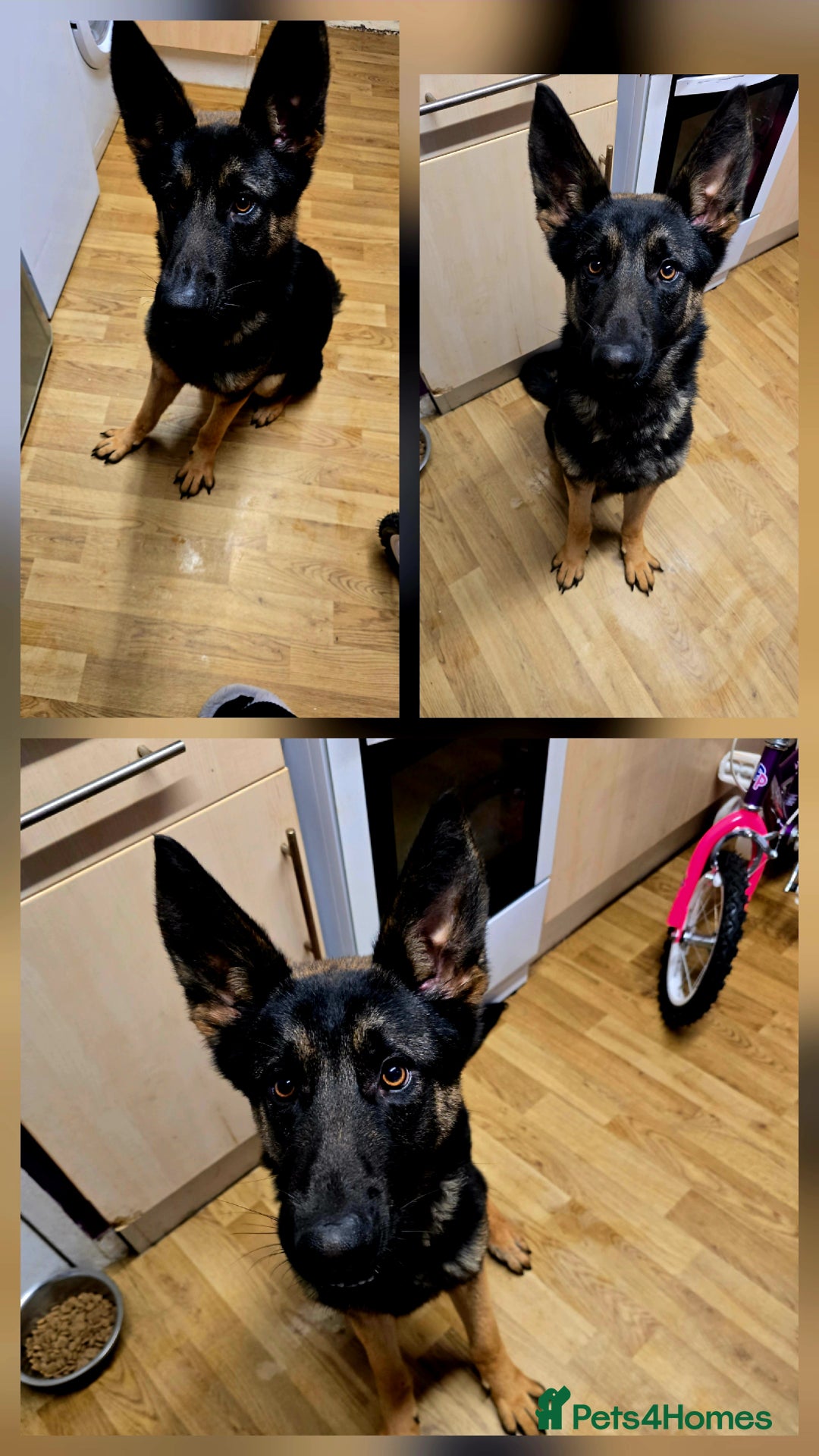 German Shepherd dogs for sale: German shepard 1 year 2 weeks. - Advert 1