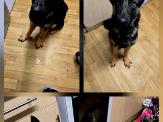 German Shepherd dogs German shepard 1 year 2 weeks. - Advert 10