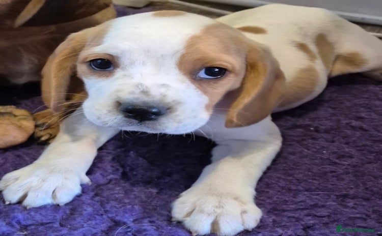 Mixed Breed dogs - Advert 1