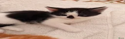Mixed Breed cats for sale: 5 kittens  - Advert 3