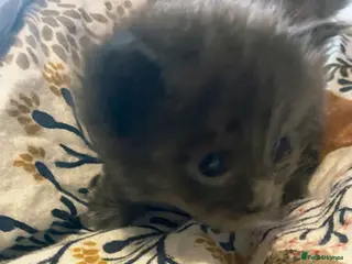 Maine Coon cats GCCF Maine coon litter - Advert 7