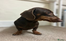 Dachshund dogs for sale: 4 year old female Dachshund - Image 3