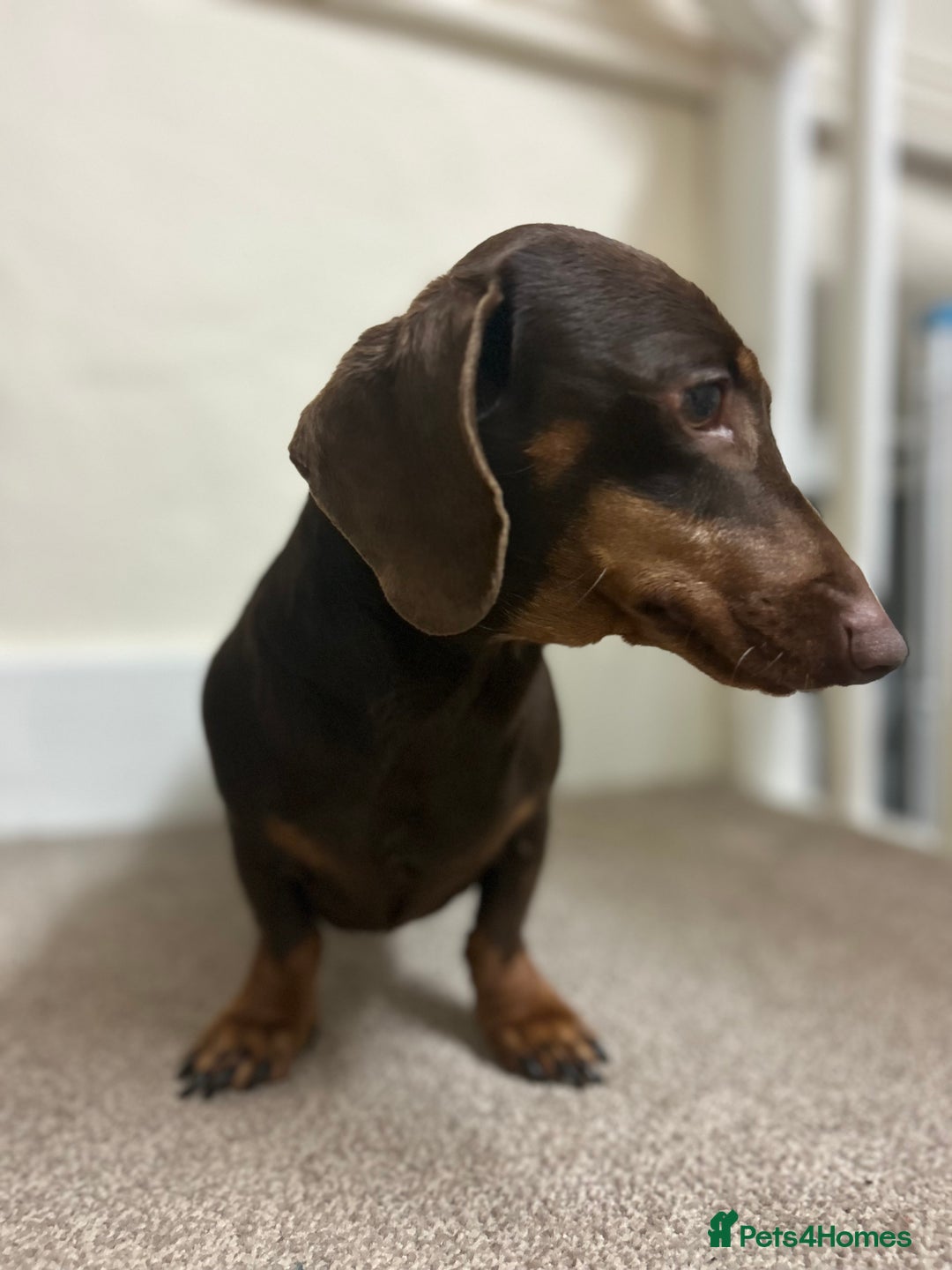 Dachshund dogs for sale: 4 year old female Dachshund - Image 3