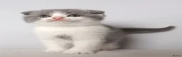 Scottish Fold cats for sale: Wonderful kittens - Advert 4