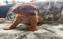 Labrador Retriever dogs for sale: Beautiful Light / fox red Labrador Retriever pups - Advert 12